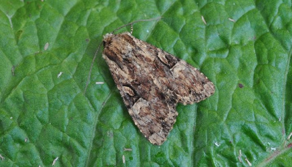 Adult cabbage moth